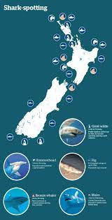 Mako island has a magical sea cave at its base leading to the moon pool, where cleo, emma, and rikki, and the former mermaids, gracie, louise, julia, charlotte, and evie, got their mermaid powers. The Hunt For New Zealand S Mega Shark National Nz Herald News Mega Shark Herald News Shark