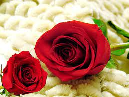 hd wallpaper two red roses delicate