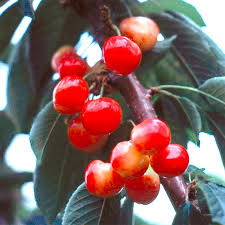 Rainier Sweet Cherry