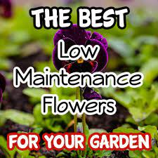 Low Maintenance Flower Gardening Year Round