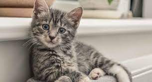 We've collected 11 facts about grey tabby cats, from legends about how they got those sweet m markings on their foreheads to how a grey tabby cat was the inspiration behind one of the very first cuddly toys. Grey Tabby Cat Facts And Fun About Your Tabby