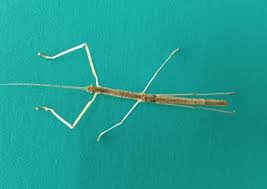 bud wing stick insect