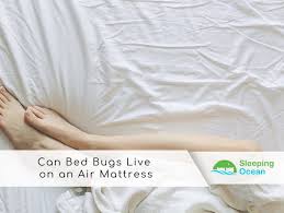 Can Bed Bugs Live On An Air Mattress