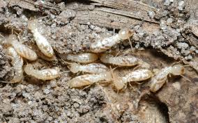 termite control overview mississippi