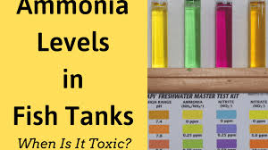 ammonia levels in fish tanks