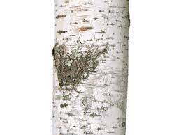 Artificial Birch Tree Indoor Faux