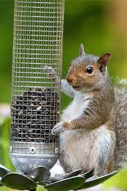 protect bird feeders from squirrels