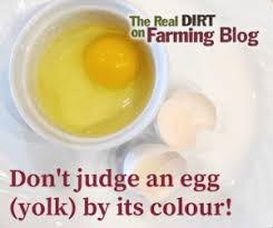 Dont Judge An Egg Yolk By Its Colour