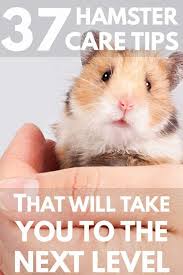 37 hamster care tips that will take you