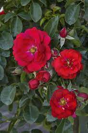 flower carpet scarlet rose rosa x