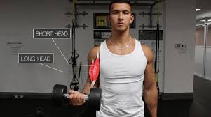 wider biceps full biceps workout