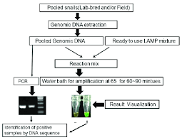 Flow Chart Of Loop Mediated Isothermal Amplification Lamp