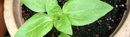 Sow your seeds about half an inch (1cm) deep in a cell tray if growing indoors, and just under an inch (2cm) deep if outside. Planting Sunflowers How To Plant Sunflower Seeds