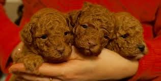 toy poodle puppies pure bred reds