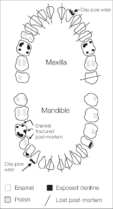 Dental Chart For Individual 1 Download Scientific Diagram