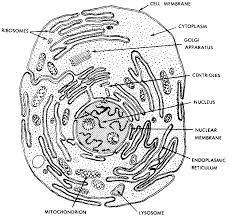 Color a typical animal cell according to the directions to learn the main structures and organelles found in the cell. Animal Cell Coloring Behindthegown Com