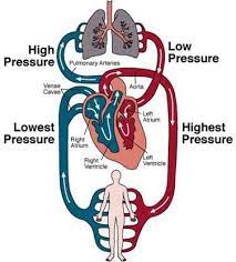 Darah dengan konsentrasi oksigen tinggi dipompa oleh biliki kiri di jantung ke seluruh tubuh melalui aorta. Memahami Sistem Peredaran Darah Manusia Apa Dan Bagaimana 8211 Good Doctor Tips Kesehatan Chat Dokter Beli Obat Online