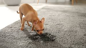 protecting your carpet from pet stains