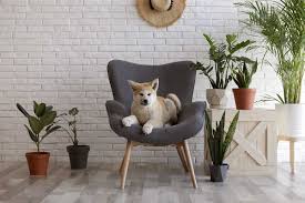 18 Pet Friendly Indoor Plants And 9 To