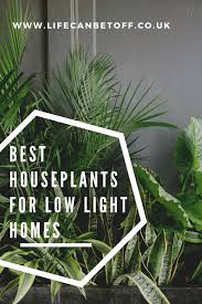Indoor Houseplants For Low Light Homes
