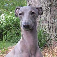 With family members, it can be very affectionate and. Italian Greyhound Italian Greyhound