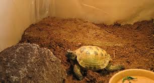 best substrate for russian tortoise