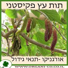 Image result for ‫תות עץ‬‎