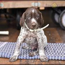 german shorthaired pointer puppies for