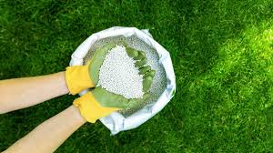 how often to fertilize a lawn when to