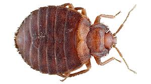 bed bug imposters how to identify bed bugs