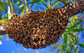 RÃ©sultat de recherche d'images pour "Animaux dangereux : les abeilles"