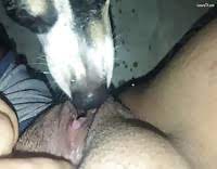Girls licking dogs pussy - Extreme Porn Video - LuxureTV