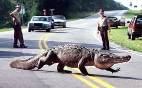 How to stay safe in alligator country
