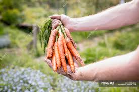 man harvesting carrots in vegetable