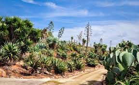 Der park im westen von mallorca dient in erster linie dem schutz der pflanzenarten und. á… Botanicactus Mallorca Botanischer Garten Bei Ses Salines