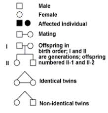 prepared pedigree chart of genetic traits