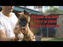belgian malinois in india 2023