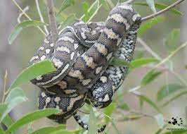 carpet python big snake wears