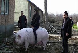 Hog News Giant Pigs Size Of Polar Bears Being Bred In China