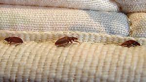 Bed Bug Treatment Extermination