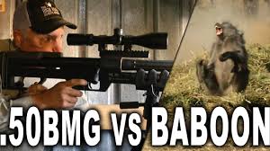 The.50 bmg (short for browning machine gun) (12.7×99mm nato in metric) is a large caliber machine gun cartridge. 50 Bmg Vs Baboon Pest Control Youtube