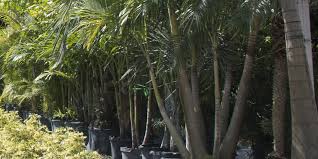 Plants Rr Garden Center Miami