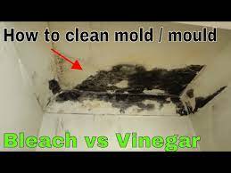 How To Remove And Kill Mold Bleach Vs