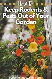 Keep Rodents Pests Out Of Your Garden