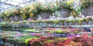 Coulter Gardens Nursery Advises To