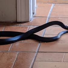 facts about southern black racer snakes