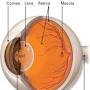 Where is the retina located in the eye from www.aao.org