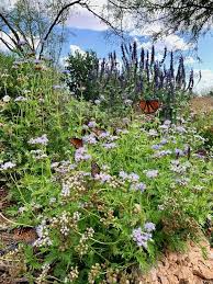 Plants For West Texas Gardening Success