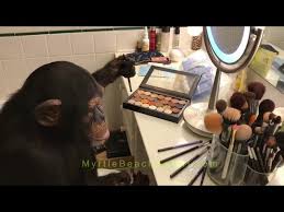 chimpanzee makeup tutorial