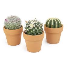 Altman Plants 2 5 In Assorted Cactus 3